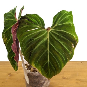 monstera mask Monstera adansonii (Monkey Mask Plant) main image 0