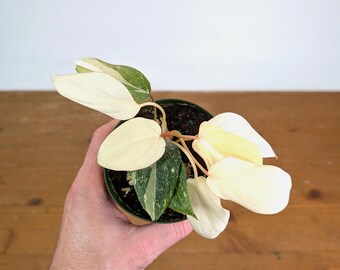 Philodendron Gloriosum Variegated Full Moon (Type 2) - EXACT Plant #20B