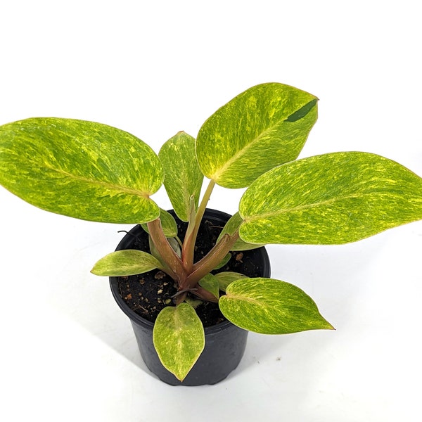 Philodendron Painted Lady Live Houseplant 4 inch pot
