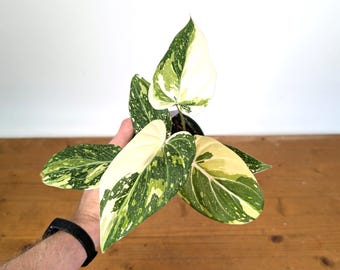 Philodendron Gloriosum Variegated (Type 2) - EXACT Plant #20A