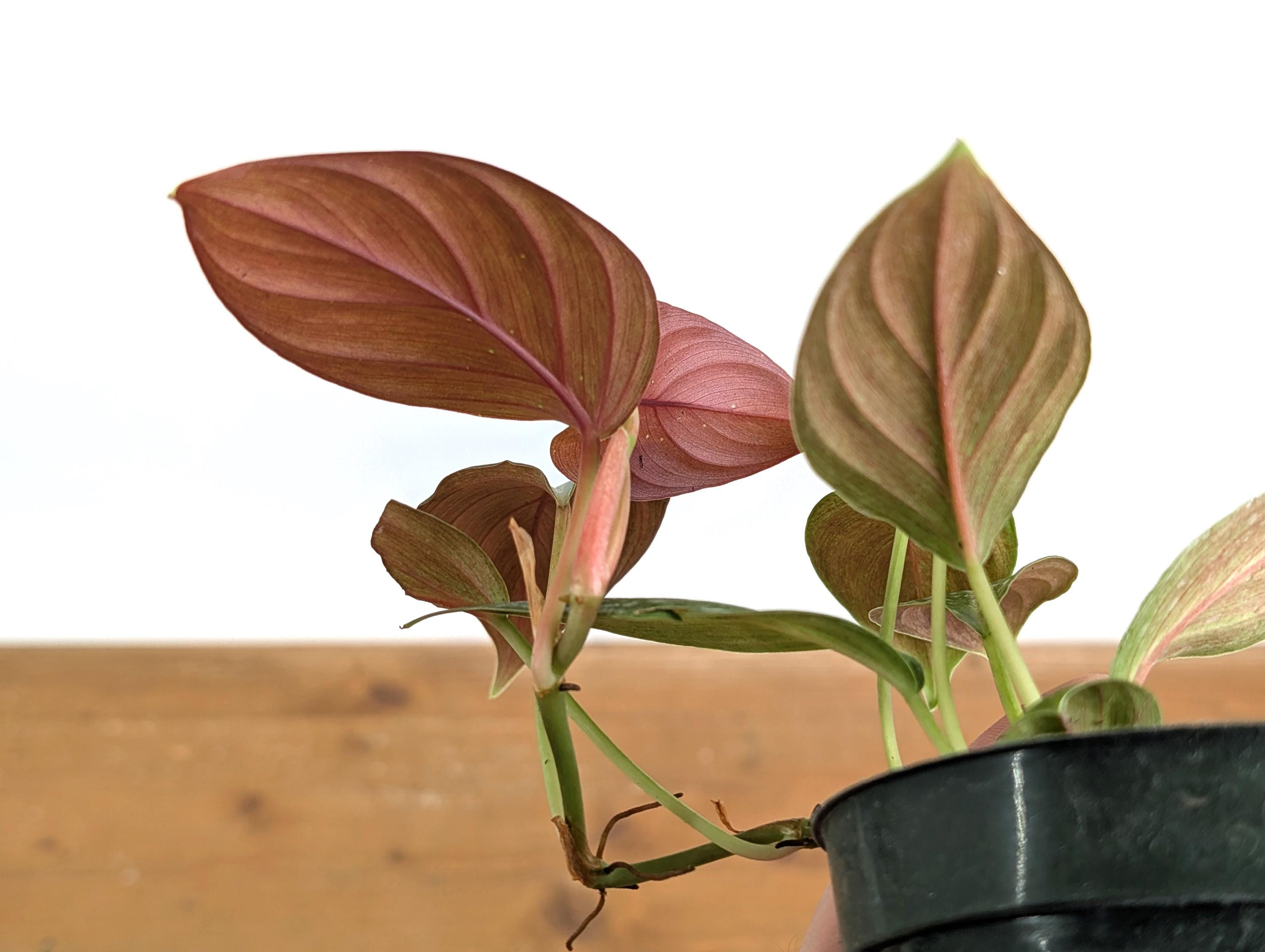 Philodendron Ernestii Red - 4 Inch Pot Live Plant - Etsy