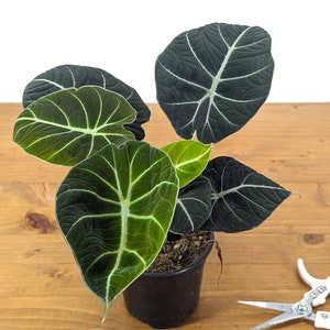 Alocasia Black Velvet - FREE Shipping Eligible