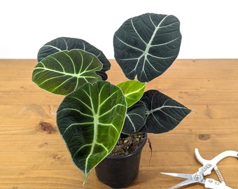 Alocasia Black Velvet - FREE Shipping Eligible