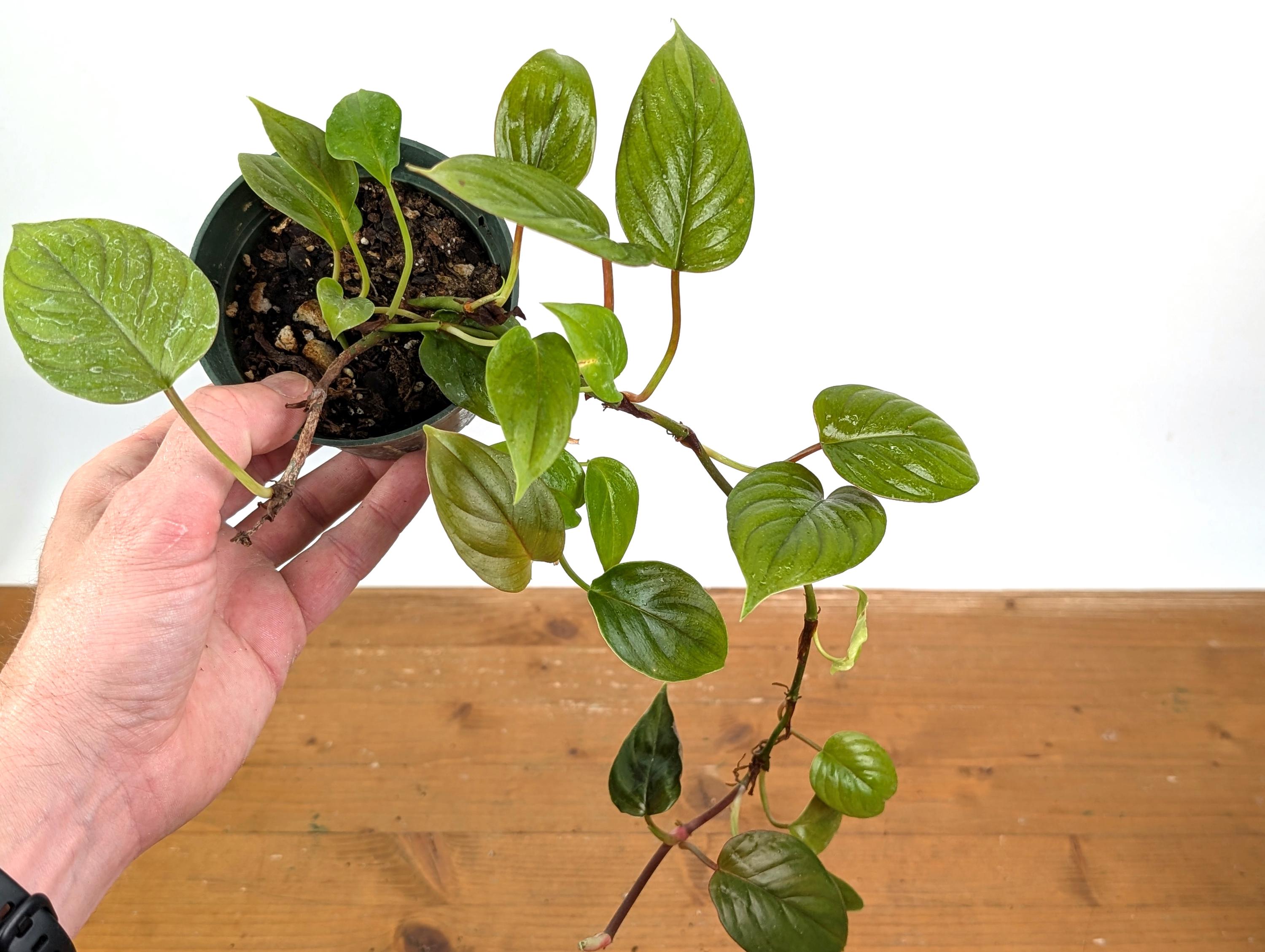 Philodendron Ernestii Red - 4 Inch Pot Live Plant - Etsy