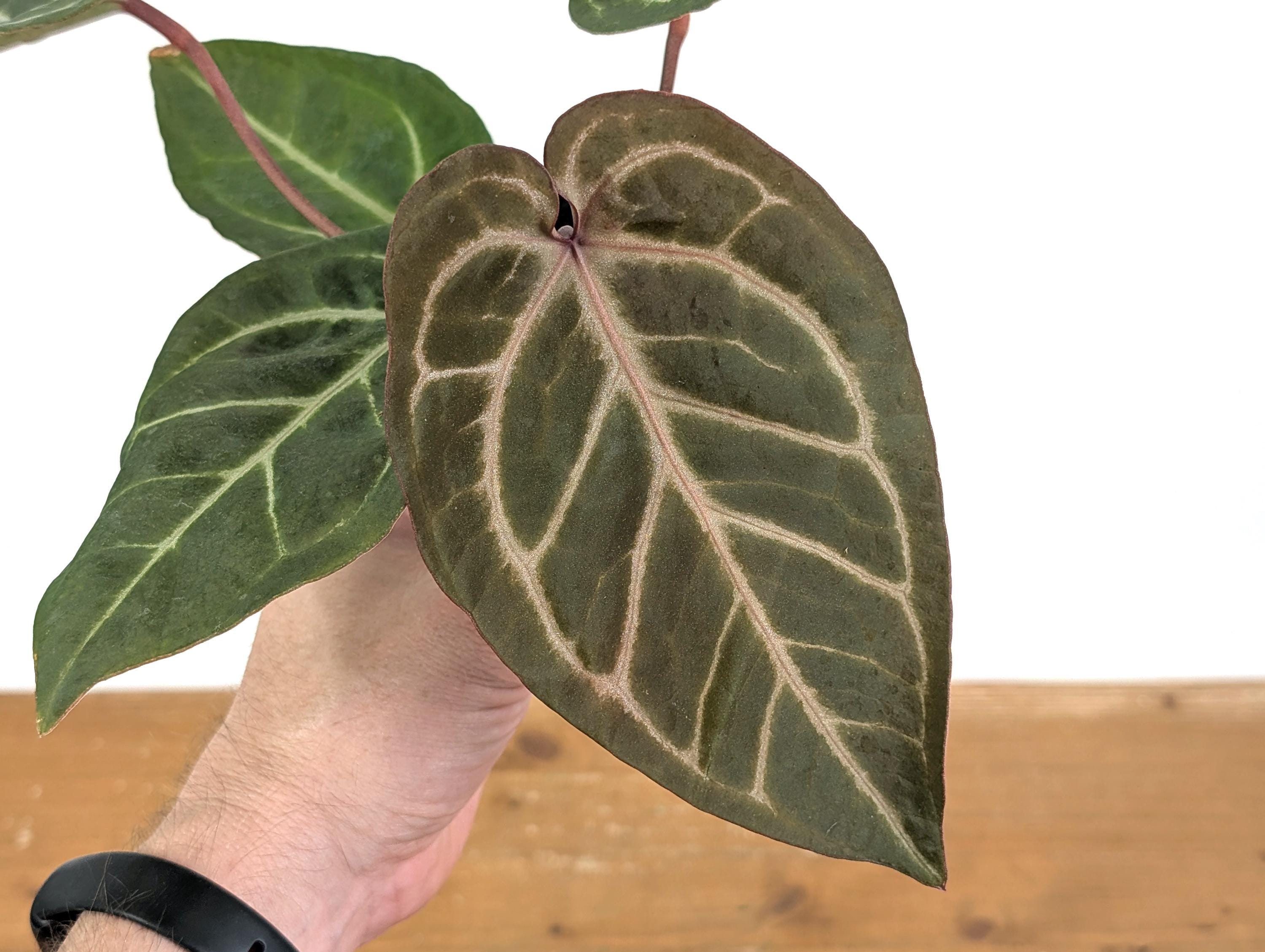 Anthurium Michelle X Black Velvet Pot Size: 4