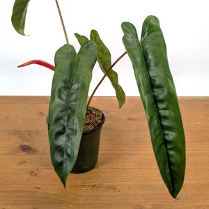 Philodendron Felix - Etsy