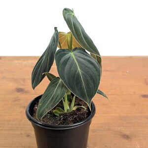 Philodendron Melanochrysum - Black Gold Live Houseplant - Easy Care Plant- Multiple Sizes image 6