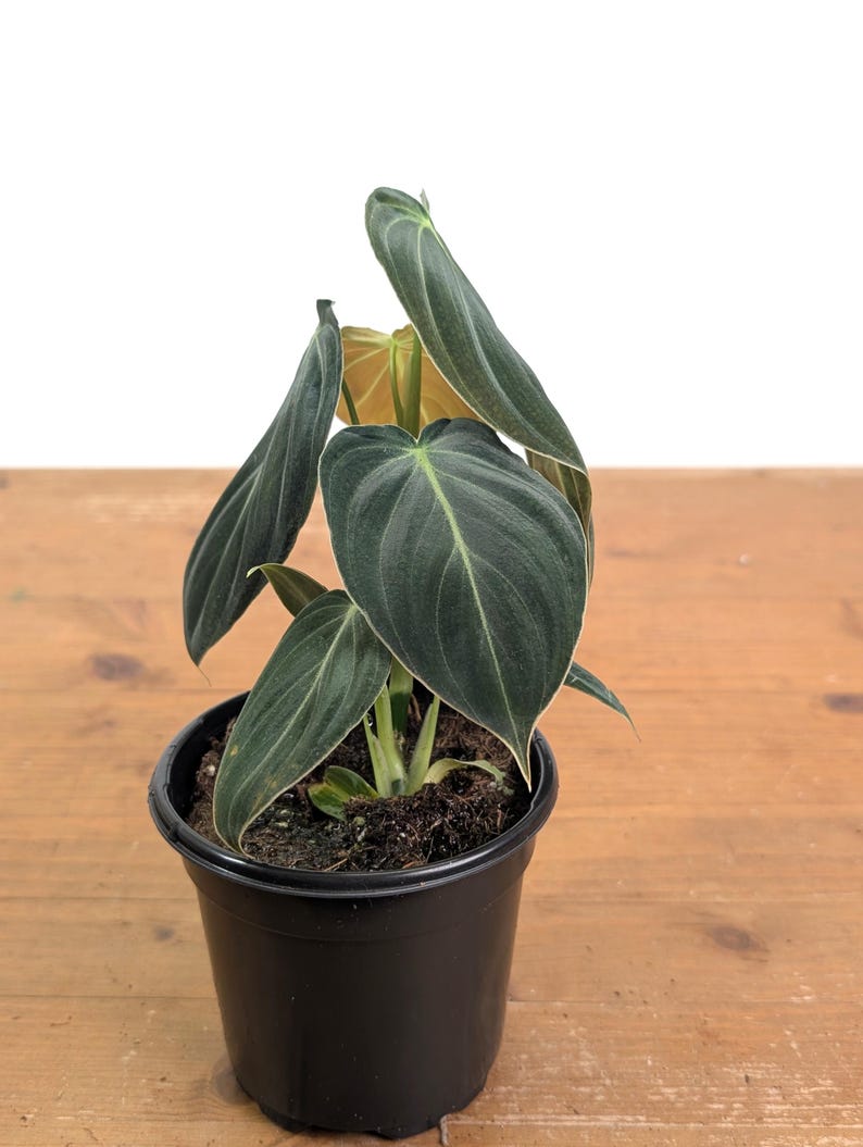 Philodendron Melanochrysum - Black Gold Live Houseplant - Easy Care Plant- Multiple Sizes image 6