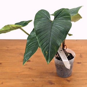 Philodendron Squamicaule 4 inch pot approx 12 tall image 3