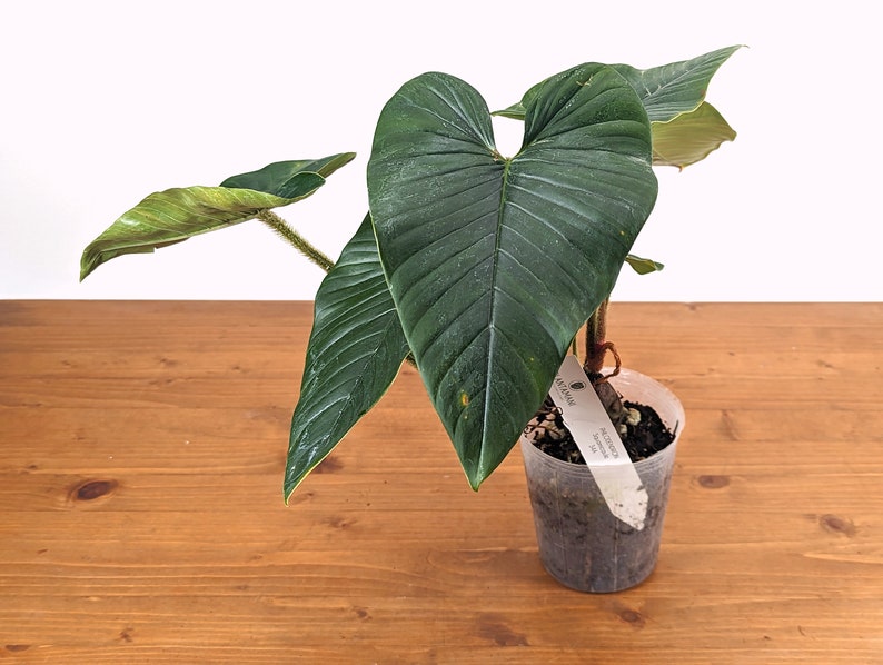 Philodendron Squamicaule 4 inch pot approx 12 tall image 3