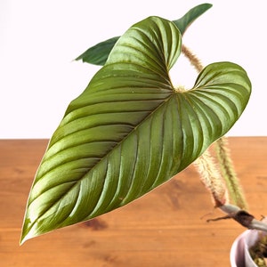 Philodendron serpens | 4 inch pot