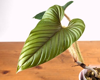 Philodendron serpens | 4 inch pot