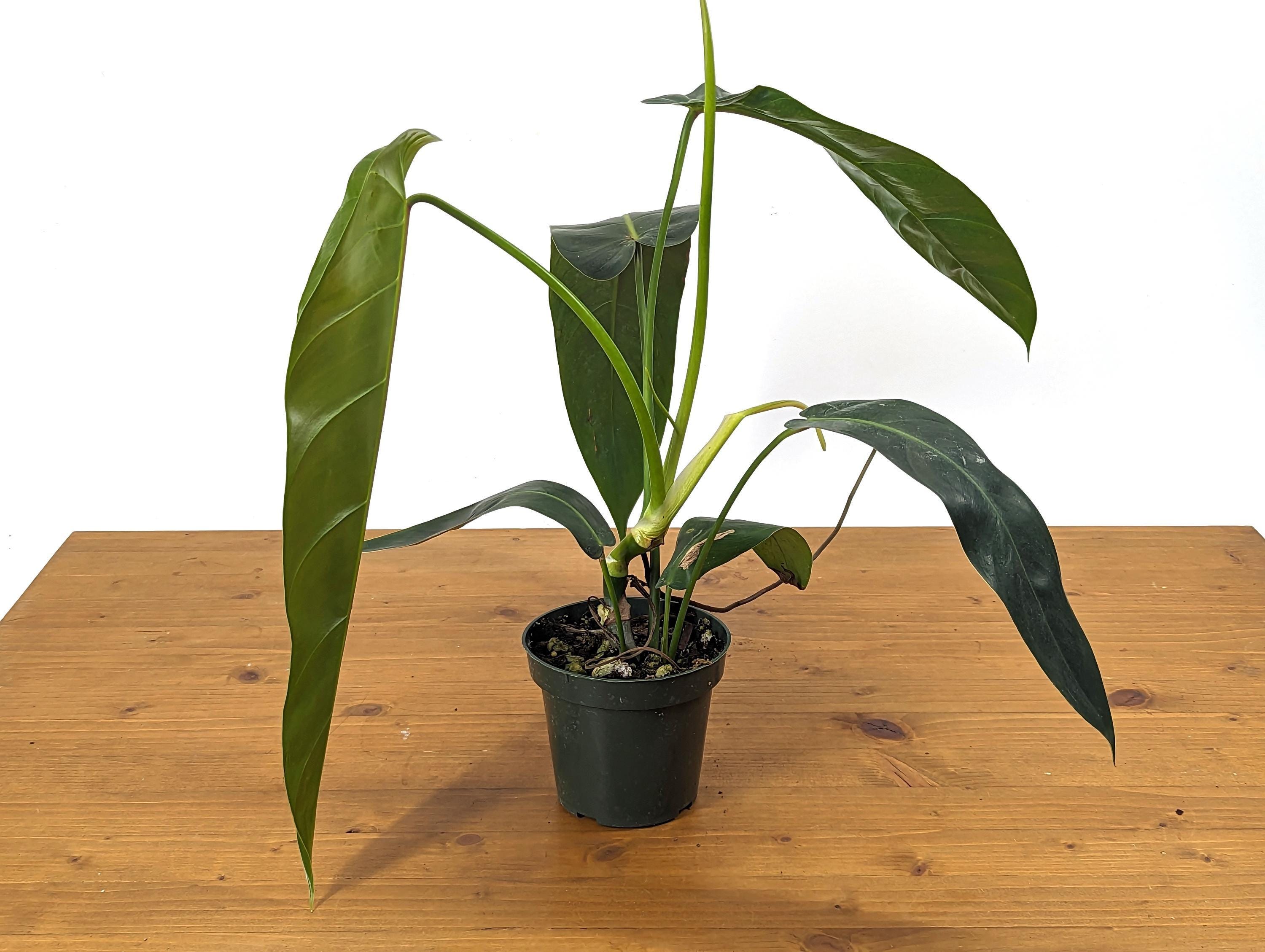 Philodendron Amazon Spirit (patriciae X Spiritus Sancti) - 4 Inch 
