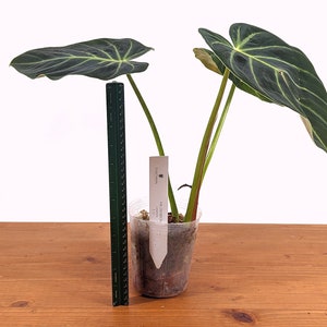 Philodendron luxurians Rare Aroid 4 Inch Pot image 9