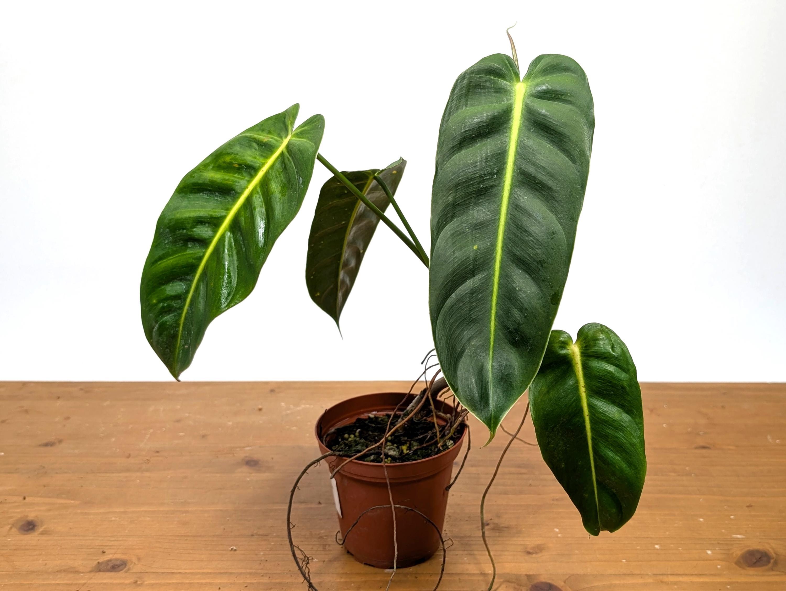 Philodendron esmeraldense – Carnivero Philodendron esmeraldense
