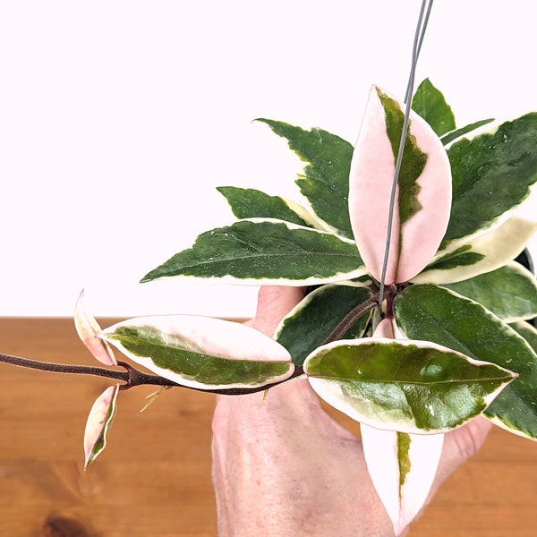 Hoya Krimson Queen Albo  carnosa -Live Flowering Aroid Plant Grows as a Vine - 4 inch pot