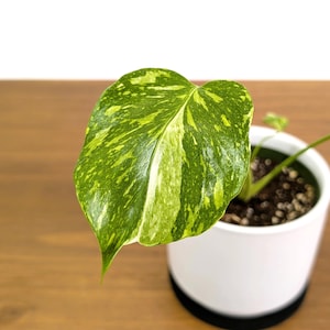 Monstera Electrolyte 'Golden Lion Tricolor' - US Seller 4" Pot