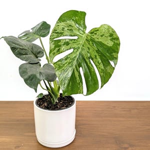 Monstera Bulbasaur - 4 inch and 6 inch Pots