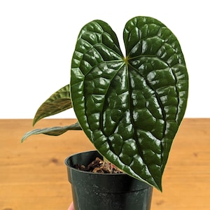 Anthurium Luxurians - assorted 4 inch and 6 inch pots