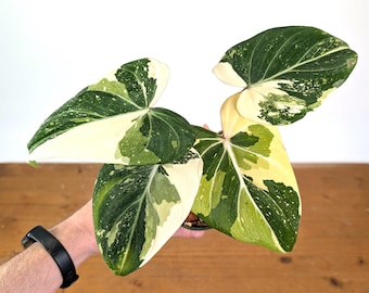 Philodendron Gloriosum Variegated - Exact Plant #13D