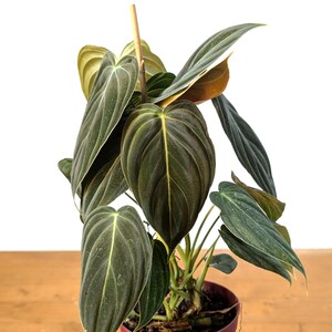 Philodendron Melanochrysum - Black Gold Live Houseplant - Easy Care Plant- Multiple Sizes image 2