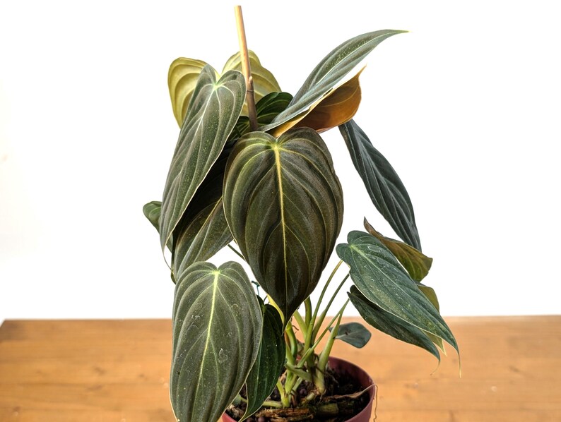 Philodendron Melanochrysum - Black Gold Live Houseplant - Easy Care Plant- Multiple Sizes image 2