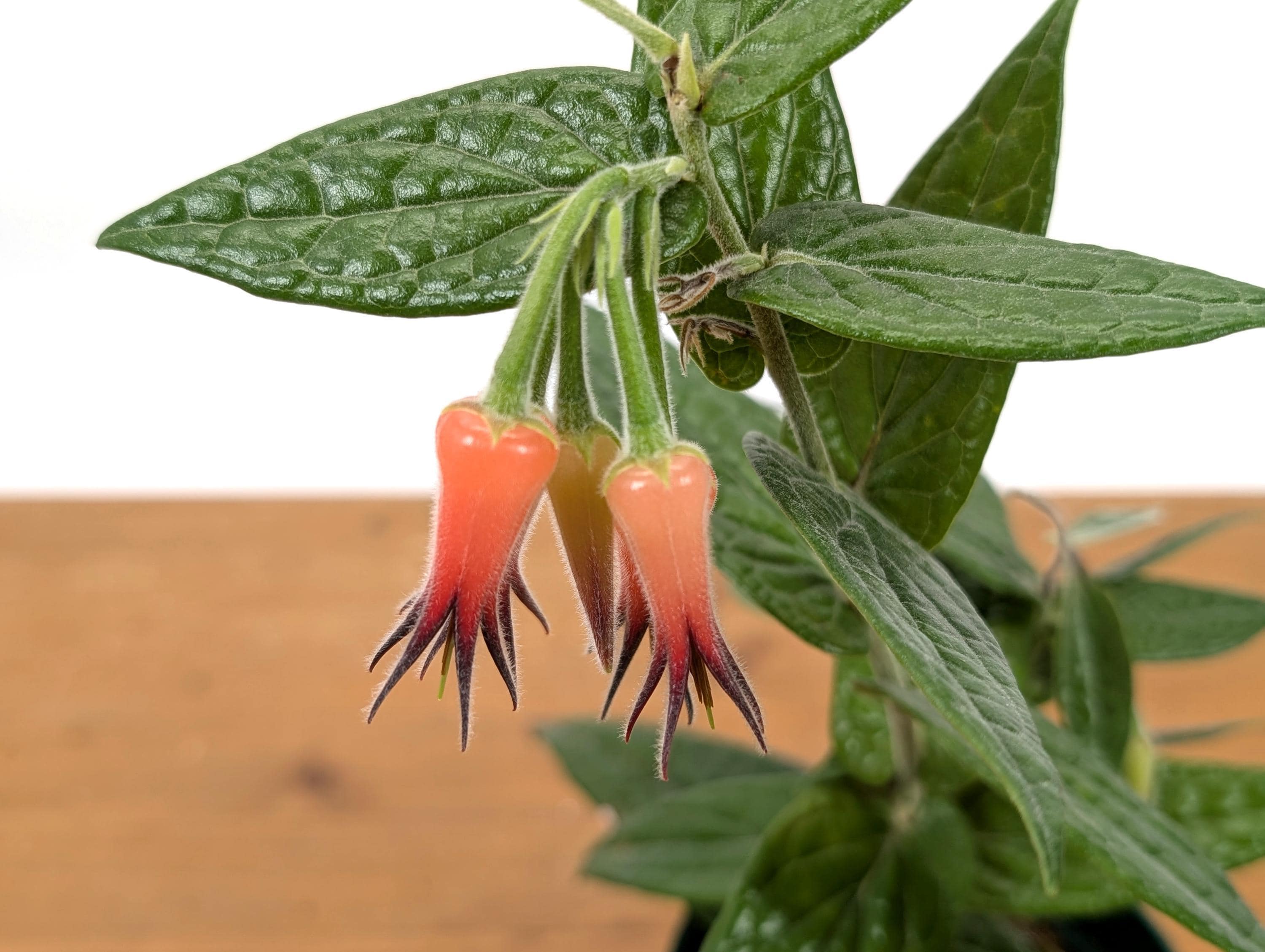 Ceratostema Lanigerum 'neotropical Blueberry' - Assorted 4 Inch