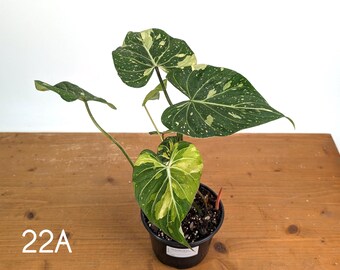 Philodendron Gloriosum Variegated - Multiple Exact Plants 6" Pots