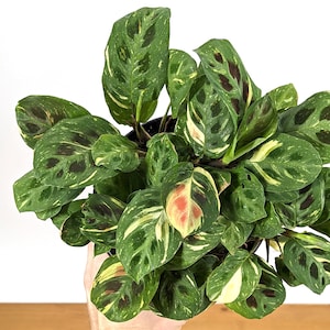 Variegated Maranta Beauty Kim leuconeura Prayer Plant