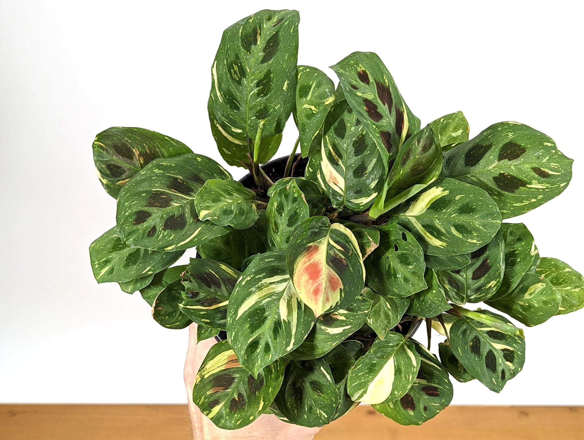 tetrasperma variegata Rhaphidophora Tetrasperma migma Variegated