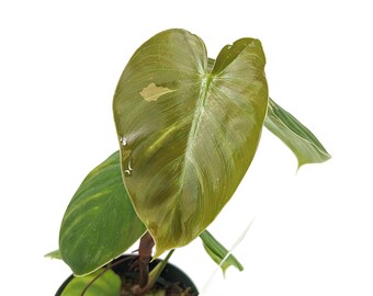 Philodendron Nangaritense x Werneri Variegated Hybrid in 4 inch pot