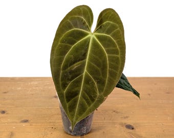 Seed Grown Anthurium Black Sweet X Fort Sherman Starter Plant (ALL