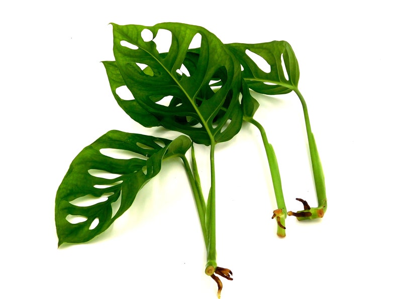 Monstera Adansonii Swiss Cheese Plant Cuttings Propagate