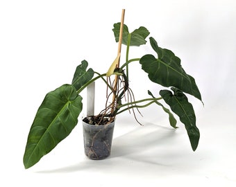 Philodendron Maximum - 4 inch pot - Fast Growing Large Indoor Plant