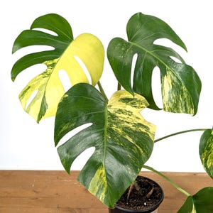 Monstera Plants - Etsy