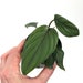 see more listings in the Philodendron section