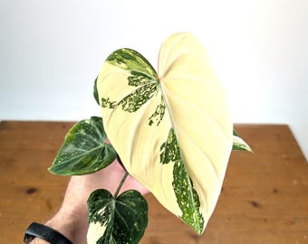 Philodendron Gloriosum Variegated (Type 2) - EXACT Plant #19A