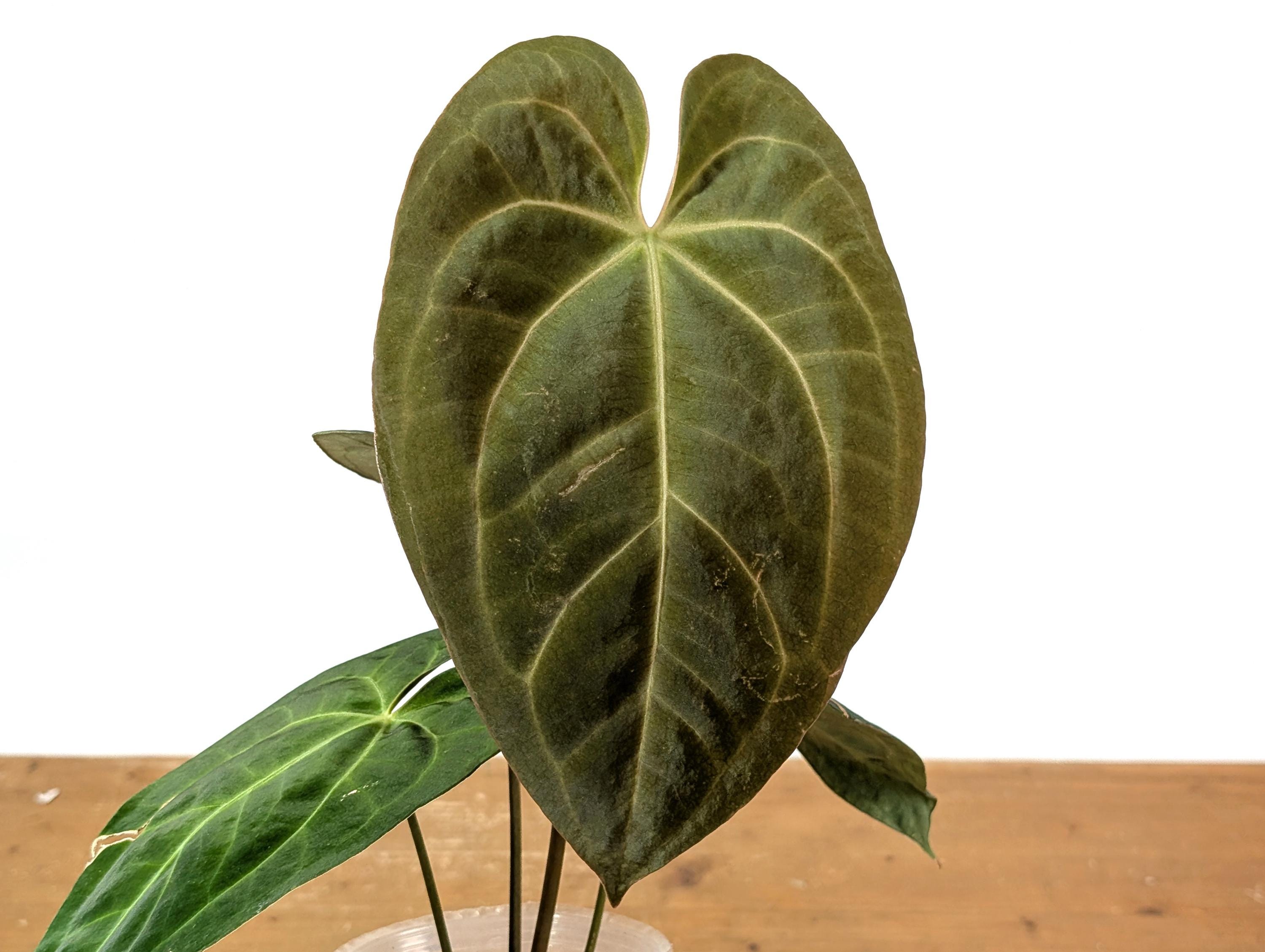 Anthurium Crystallinum X Papillilaminum 'deborah Ward' Live Plant
