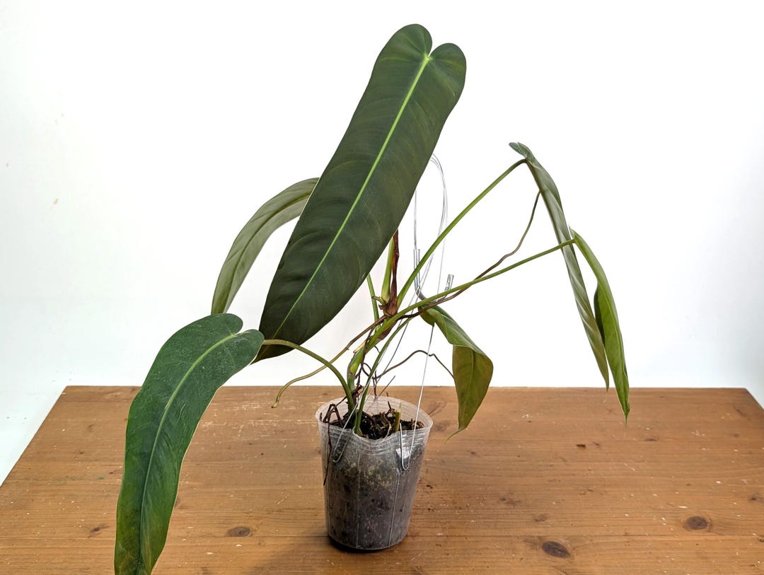Philodendron Amazon Spirit (patriciae X Spiritus Sancti) - 4 Inch Pot - Etsy