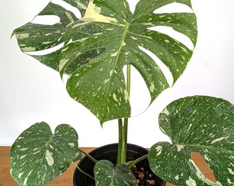 Monstera Thai Constellation | Height 18"+ With Fenestrated Leaves | 6" or 1  Gallon Pot - Etsy Israel