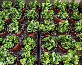 Rare Hoya Compacta Inner Variegated 'Mauna Loa' - 4 inch pot Variegated Hindu Rope - AKA Lura Lei Hoya 3" and 4" available