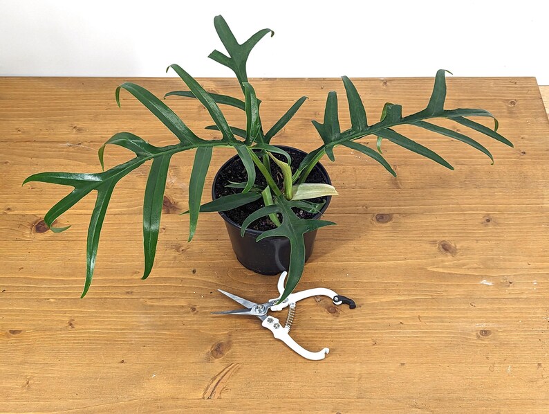 Plantamani Philodendron Tortum - Thumbnail 2