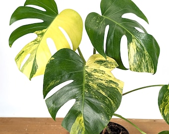 Monstera deliciosa 'Yellow Marilyn' Variegated Houseplant – Rare Collector Plant