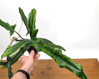 Philodendron Paloraense cf x Tortum - 4 Inch Assorted Pots - Beautiful Tropical Plant with Long Sword-Like Leaves with Ruffled Edges