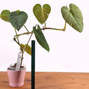 Philodendron serpens x verrucosum - Pick Your Plant