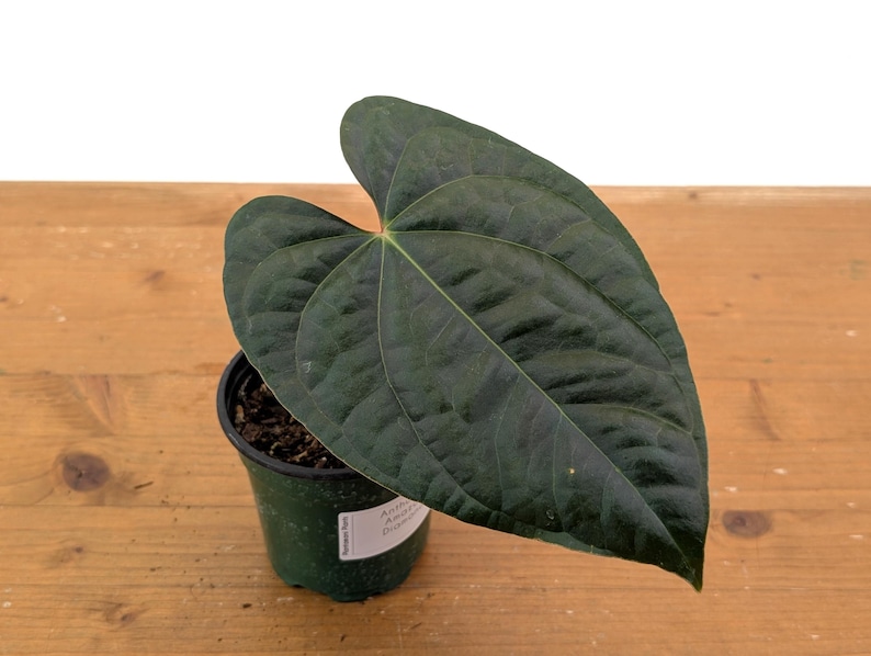 Plantamani Anthurium Amazon Diamond - Thumbnail 3