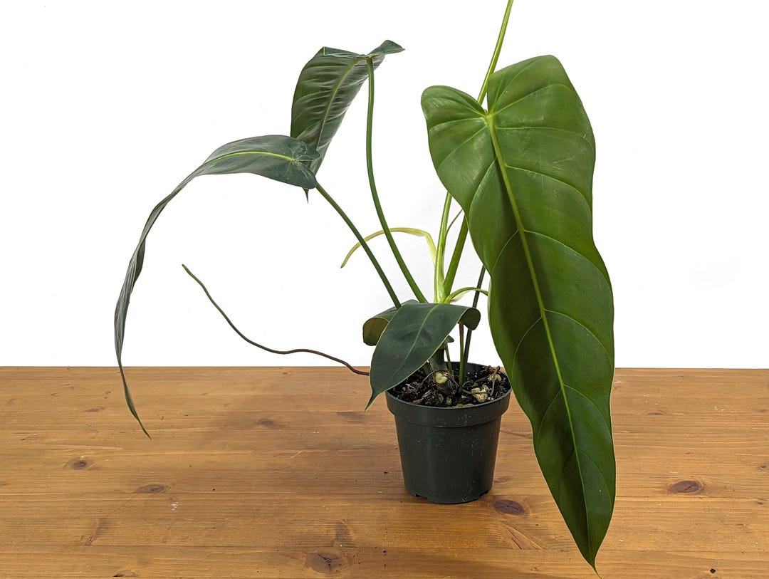 132 Amazon Spirit フィロデンドロン　philodendoron il_1080xN.6254833629_6c43.jpg