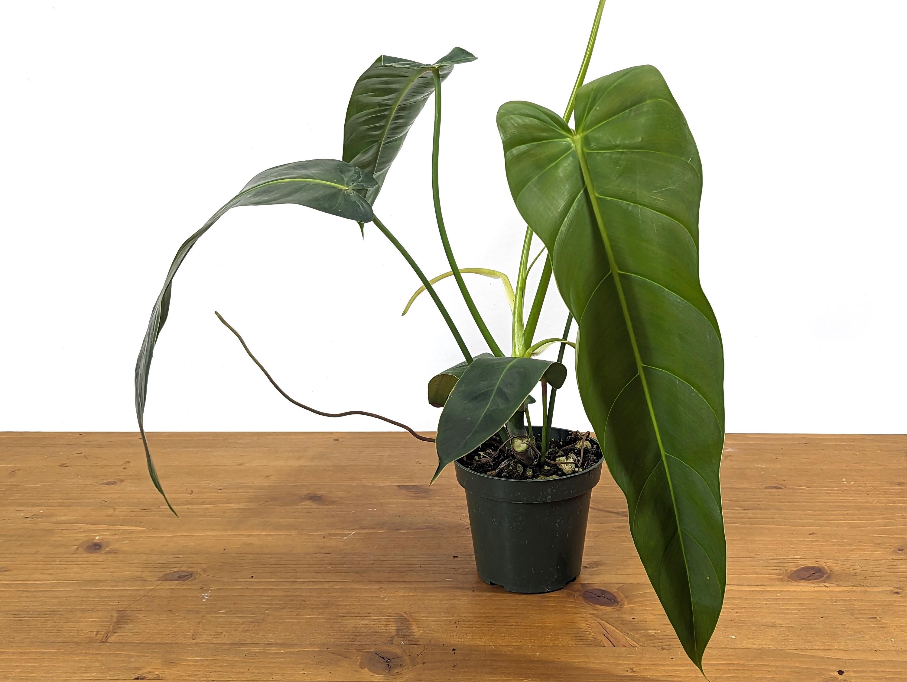 132 Amazon Spirit フィロデンドロン　philodendoron Philodendron Amazon Spirit (patriciae X Spiritus Sancti) - 4