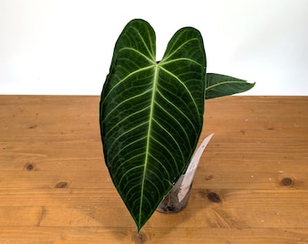 Anthurium Warocqueanum X Waterburyanum