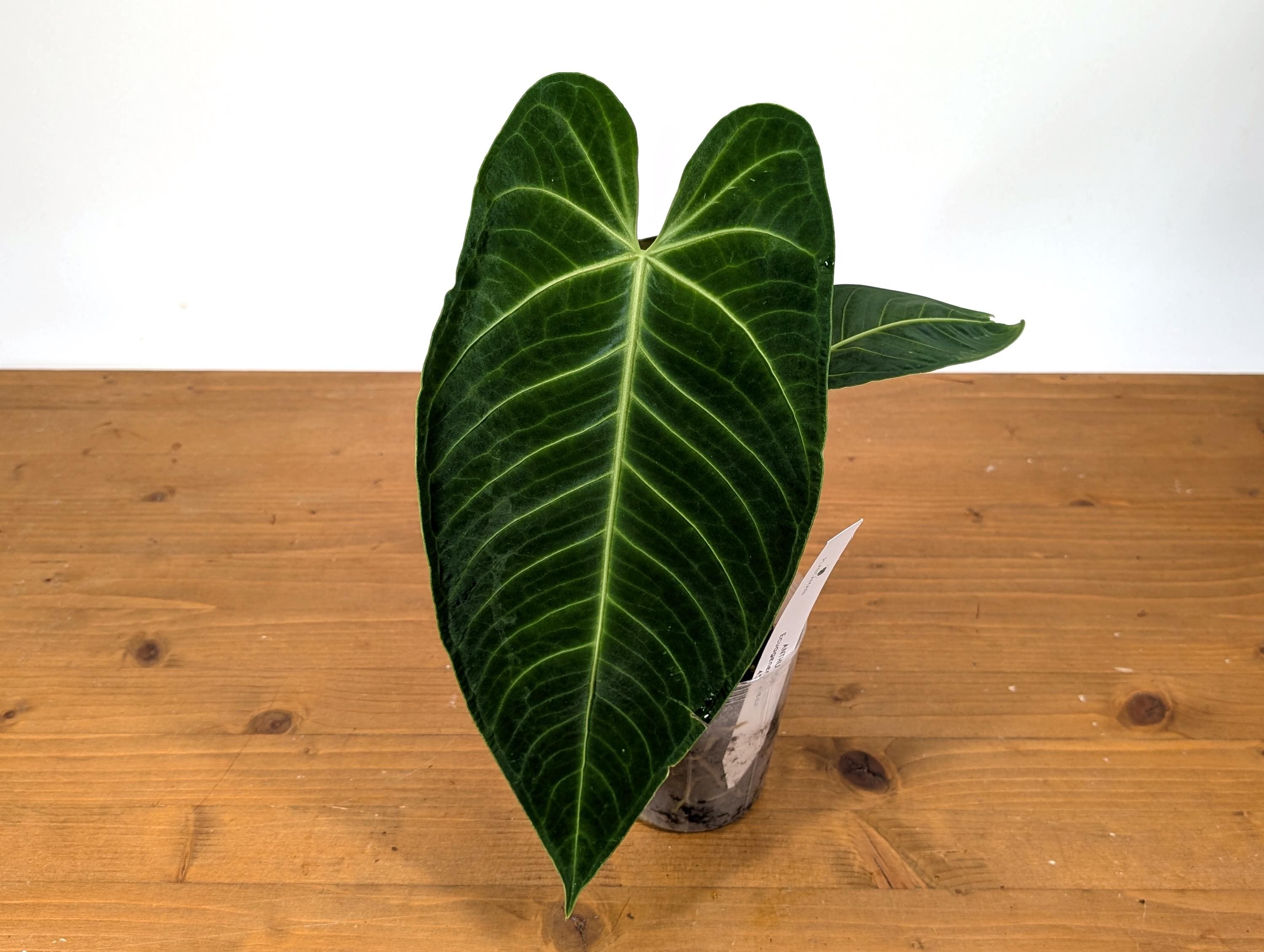 Anthurium 'Warocqueanum' 2.5号 ANTHURIUM WAROCQUEANUM 'ESMERALDA' #279 — TL PLANT STUDIO